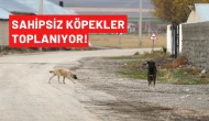 Sahipsiz Köpekler Toplanıyor! Bakanlıktan Açıklama