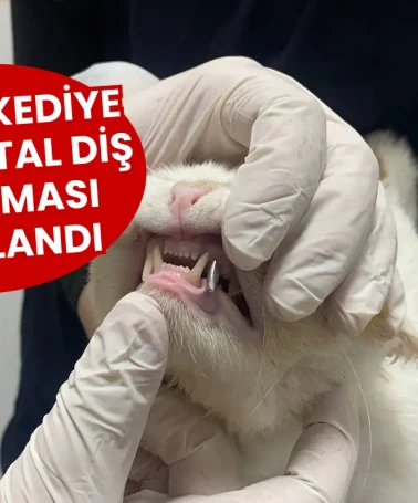 Yaralı Kediye Özel Metal Diş Kaplaması Uygulandı