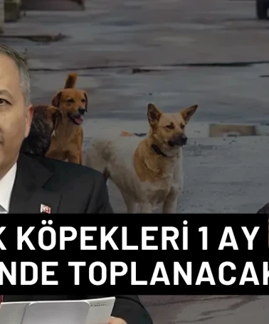 İçişleri Bakanı Yerlikaya: ‘’Tüm köpekler 1 ay içerisinde toplanacak’’